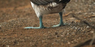 后低角度拍摄的蓝脚鲣鸟抬起它的脚在加拉帕戈斯