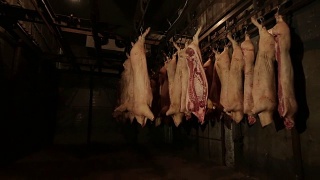 肉类冷库——肉类生产视频素材模板下载