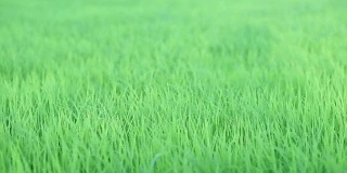 绿油油的稻田纹理背景与风吹