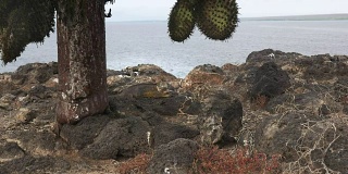 广角拍摄的陆地鬣蜥下的仙人掌在isla Santa