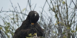 加拉帕戈斯群岛上，一只加拉帕戈斯鹰在埃斯帕诺拉岛梳理毛发