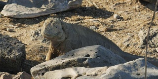 在加拉帕戈斯群岛的圣达菲岛上的一个大型陆地鬣蜥的特写镜头