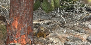 缓慢的放大镜头在加拉帕戈斯群岛的陆地鬣蜥和一棵仙人掌树
