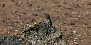 放大拍摄加拉戈斯群岛bartolome岛上的一只熔岩蜥蜴