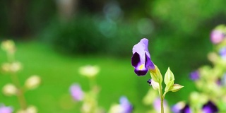 特写自然紫花沿湖