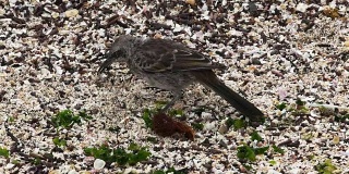 在加拉帕戈斯群岛的埃斯帕诺拉岛寻找食物的嘲鸟