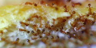 蚂蚁吃剩饭的特写