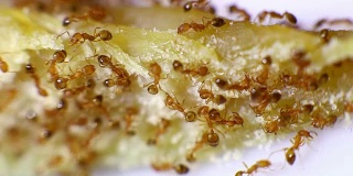 蚂蚁吃剩饭的特写
