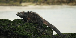 加拉帕戈斯群岛圣克里斯托巴尔岛海岸的海鬣蜥
