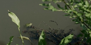 绿色的棕色青蛙坐在池塘水，沼泽植被