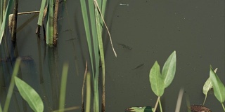 鱼群在绿色的池塘水与芦苇和其他植被