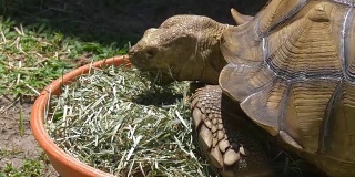 吃草的非洲大龟