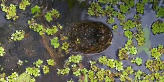 佛罗里达丛林沼泽里的啮龟