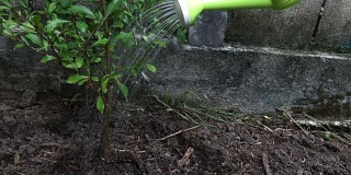用绿色的浇水器慢动作浇灌小树。环境与生态概念。