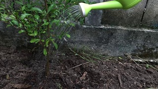 用绿色的浇水器慢动作浇灌小树。环境与生态概念。视频素材模板下载