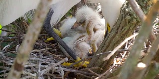 大白鹭和雏鸟一起筑巢。鸟类的巢