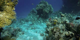 热带鱼和珊瑚礁。一个温暖的海洋。潜水。