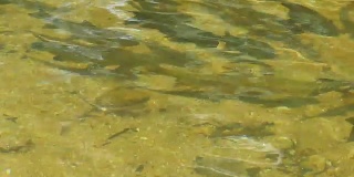 鱼在干净的河里游泳