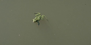青蛙在池塘里漂浮