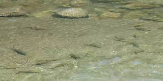 鱼在干净的河里游泳