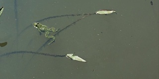 青蛙在池塘里游泳