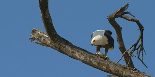 在肯尼亚巴林戈湖的一棵树上觅食的非洲鱼鹰