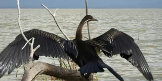 肯尼亚巴林戈湖，非洲飞镖湖正在晾干翅膀