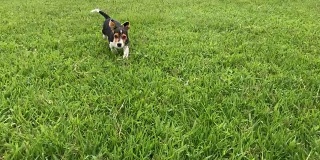草丛中奔跑的狗。
