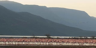 肯尼亚博戈里亚湖岸边的火烈鸟