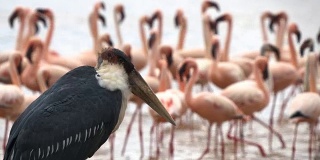 在肯尼亚博戈里亚湖的鹳和火烈鸟的特写