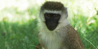 在肯尼亚博戈里亚湖的长尾猴的特写