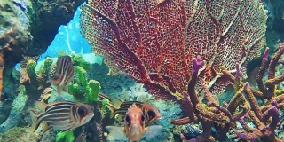 红松鼠鱼在安达曼海聚集。