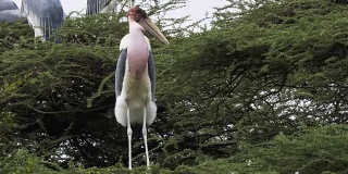在肯尼亚博戈里亚湖筑巢的鹳鸟
