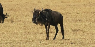 在肯尼亚马赛马拉野生动物保护区吃草的角马
