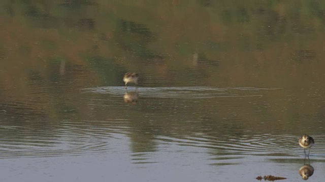 一种名叫Little stints的小涉禽，生活在肯尼亚博戈里亚湖