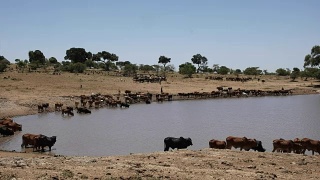 马赛牧民把他们的牛群带到肯尼亚马赛马拉附近的水域视频素材模板下载