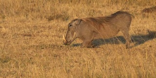 肯尼亚马赛马拉野生动物保护区，一头疣猪跪着进食