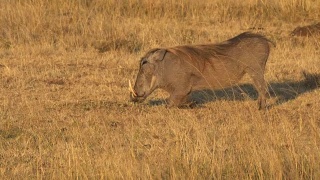 肯尼亚马赛马拉野生动物保护区，一头疣猪跪着进食视频素材模板下载