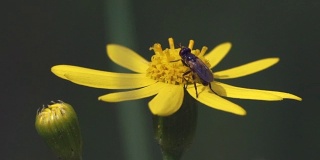 慢镜头，宏观镜头，苍蝇从黄花上采集花蜜