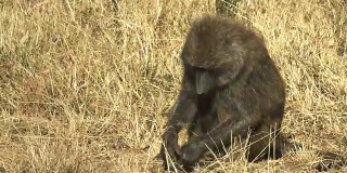 肯尼亚马赛马拉国家公园的一只橄榄狒狒的特写镜头