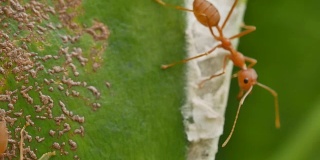 近距离观察织叶蚁在巢周围的活动