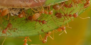 近距离观察织叶蚁在巢周围的活动