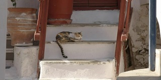 希腊米科诺斯，一只宠物猫睡在房子的台阶上