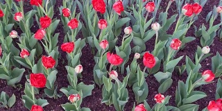 在温暖的春日，红色的郁金香在公园里盛开