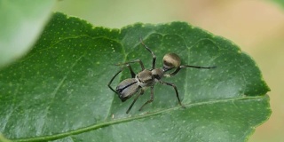 特写:绿色树叶上模仿跳蛛的黑蚂蚁。
