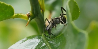 特写:绿色树叶上模仿跳蛛的黑蚂蚁。