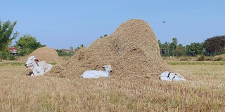 白色的母牛和小牛躺在一堆干草旁边的田野里