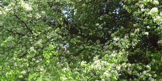 梨树在阳光明媚的春日开花