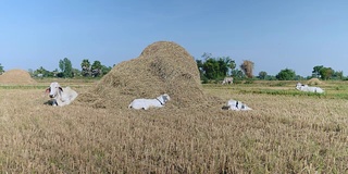 白色的母牛和小牛躺在一堆干草旁边的田野里