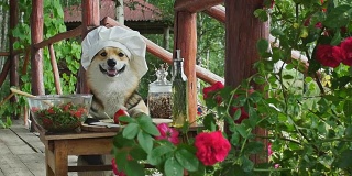 威尔士柯基犬非常喜欢意大利菜，用西红柿、芝麻菜、核桃和橄榄油做了沙拉。